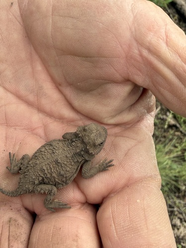 Greater Short-horned Lizard