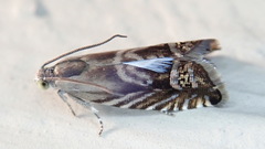 Grapholita eclipsana