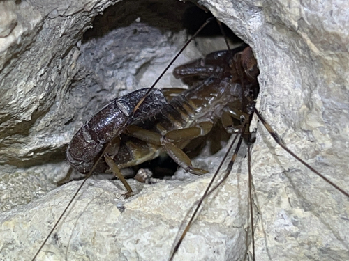 Vaejovis intermedius