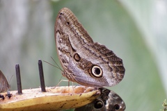 Caligo zeuxippus