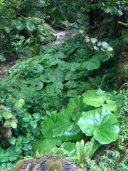 Petasites albus