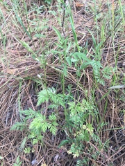 Torilis nodosa