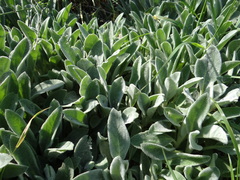 Stachys byzantina