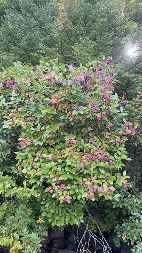 northern wild raisin