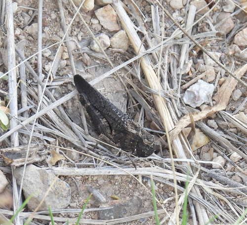 Red-winged Grasshopper