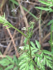 Torilis nodosa