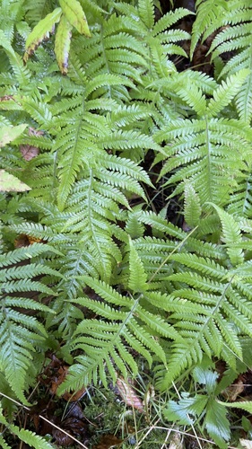 long beech fern