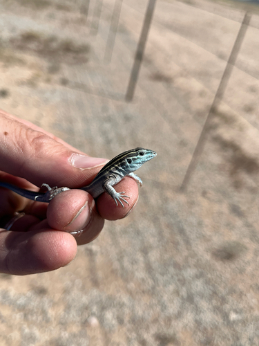 Arizona Striped Whiptail