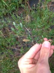 Salix repens