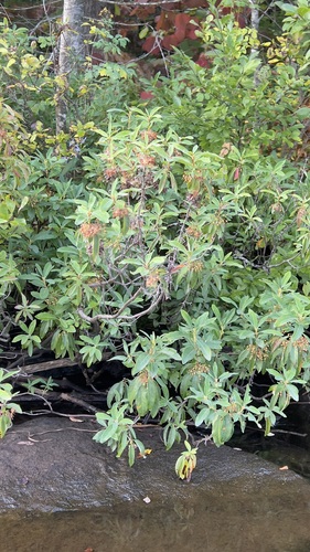 sheep laurel