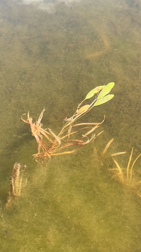 ribbon-leaved pondweed