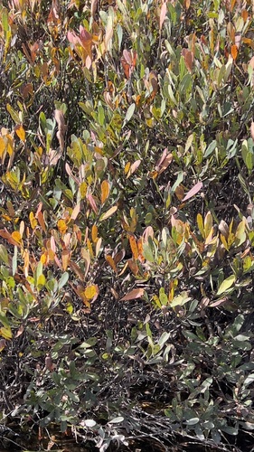 bog myrtle
