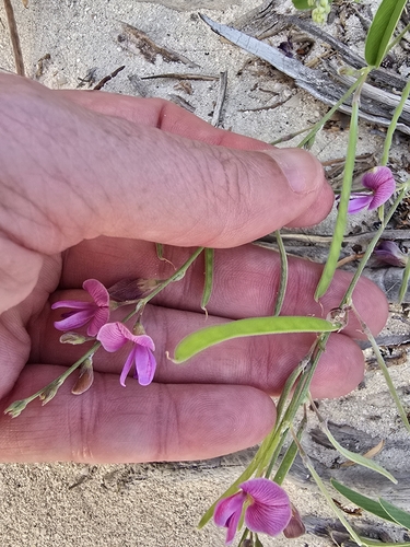 Tephrosia cinerea observed 2026-09-08