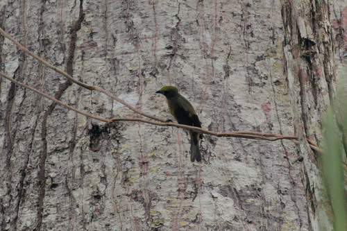 Palm Tanager