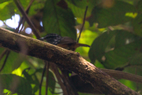 Peruvian Warbling-Antbird