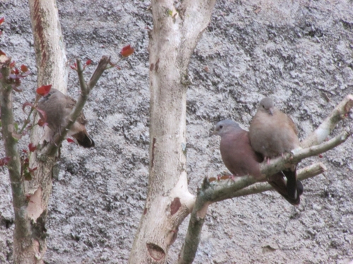 Ruddy Ground Dove