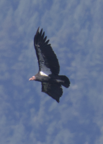 California Condor observed by samrawlins