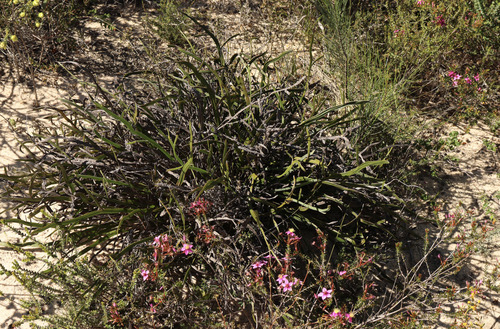 Leptosema tomentosum, 2026-08-31