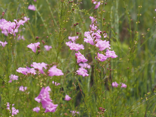 Beach False Foxglove