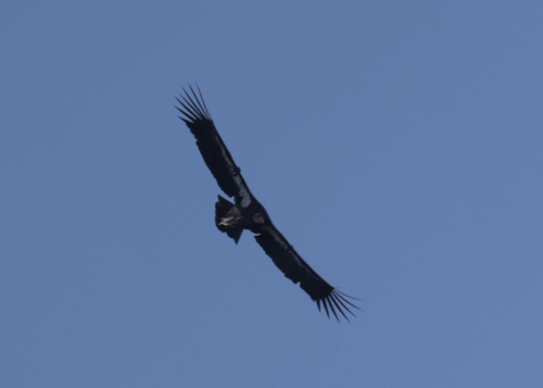 California Condor observed by samrawlins