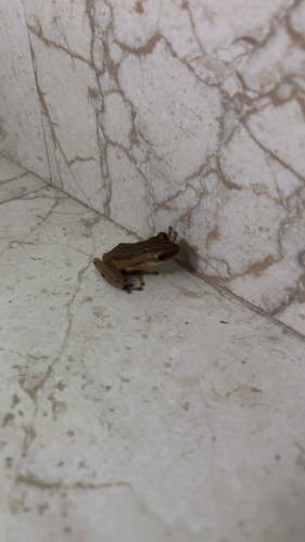 Common Southeast Asian Tree Frog