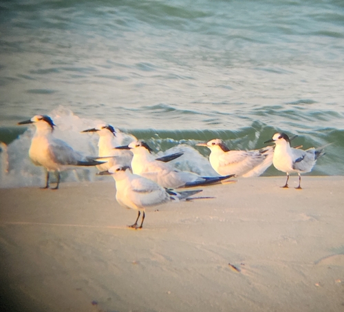 iNaturalist: (c) Gabrielle Dunham, some rights reserved (CC BY-NC), uploaded by Gabrielle Dunham iNaturalist image