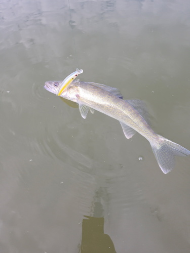 Walleye