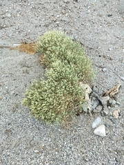 author not stated, no rights reserved Petalonyx thurberi, photograph author not stated, no rights reserved