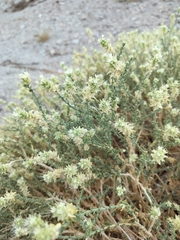 author not stated, no rights reserved Petalonyx thurberi, photograph author not stated, no rights reserved