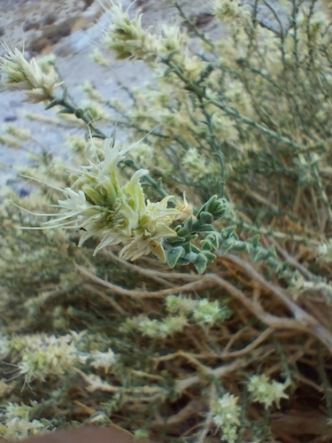 Petalonyx thurberi, photograph 6