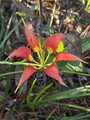 Lilium catesbaei
