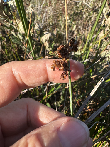 Juncus hesperius observed 2026-09-08