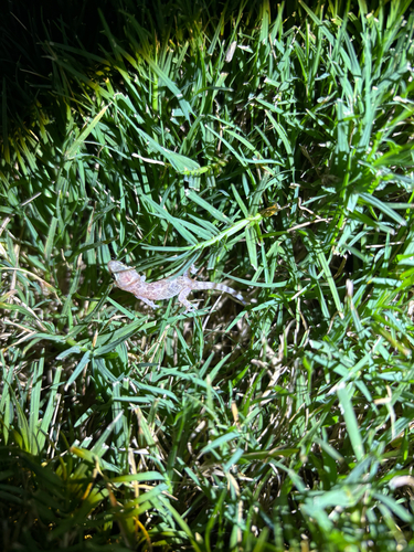 Mediterranean House Gecko