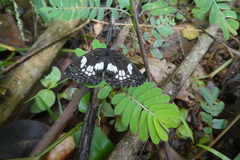 Neptidopsis ophione ophione