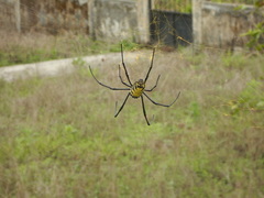 Trichonephila turneri