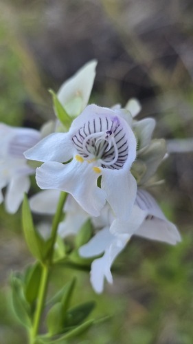 Prostanthera striatiflora