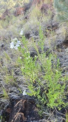 Prostanthera striatiflora, photograph (c) Petra Holland, some rights reserved (CC BY)