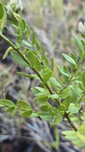 Prostanthera striatiflora, photograph 3