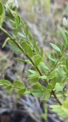 Prostanthera striatiflora, photograph (c) Petra Holland, some rights reserved (CC BY)