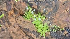 Lithotoma petraea, photograph (c) Petra Holland, some rights reserved (CC BY)