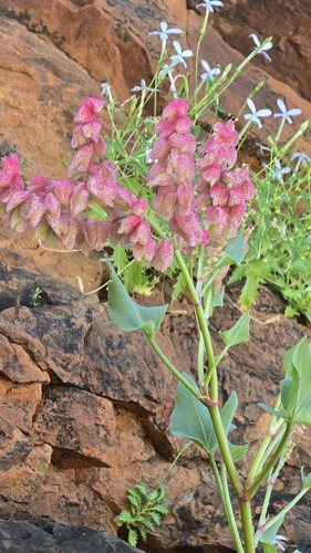 Rumex vesicarius, photograph 5