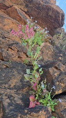 Rumex vesicarius, photograph (c) Petra Holland, some rights reserved (CC BY)