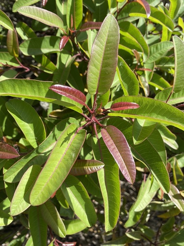 iNaturalist observation photo of laurel sumac