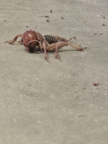 Yuba Lake Jerusalem Cricket