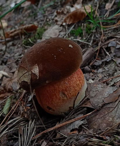 Dotted Stem Bolete