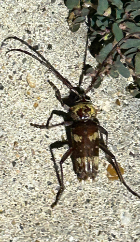 Megacyllene antennata