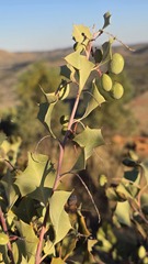 (c) Petra Holland, some rights reserved (CC BY) Grevillea wickhamii, photograph (c) Petra Holland, some rights reserved (CC BY)