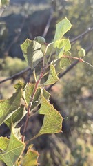 (c) Petra Holland, some rights reserved (CC BY) Grevillea wickhamii, photograph (c) Petra Holland, some rights reserved (CC BY)