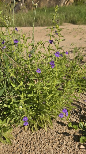 Stemodia florulenta, photograph 4