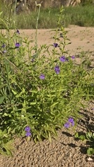 (c) Petra Holland, some rights reserved (CC BY) Stemodia florulenta, photograph (c) Petra Holland, some rights reserved (CC BY)